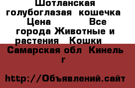 Шотланская голубоглазая  кошечка › Цена ­ 5 000 - Все города Животные и растения » Кошки   . Самарская обл.,Кинель г.